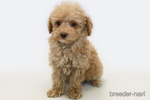 成約済の神奈川県のトイプードル-349159の1枚目